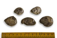 F 01515
<br/>
<br/>
<em></em>